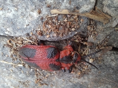 Coraliomela aeneoplagiata