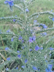 Echium vulgare
