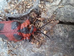 Coraliomela aeneoplagiata