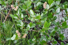 Salix saxatilis