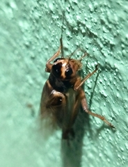 Teleogryllus occipitalis