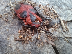 Coraliomela aeneoplagiata