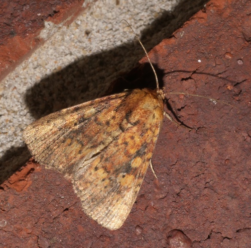 Red Groundling Moth photo 6