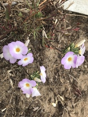 Leptosiphon grandiflorus