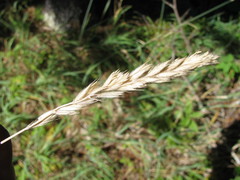 Leymus innovatus
