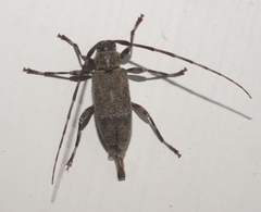 Graphisurus despectus