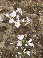 Leptosiphon grandiflorus