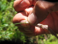 Leymus innovatus