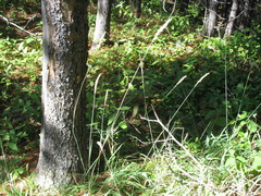 Leymus innovatus