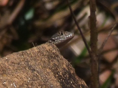 Tropidurus catalanensis