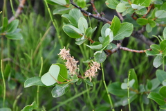 Salix saxatilis