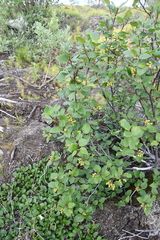 Alnus alnobetula fruticosa