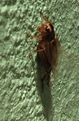 Teleogryllus occipitalis
