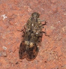 Melanoliarus placitus