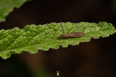 Chioneinae
