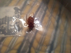 Cyclocephala pasadenae