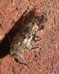 Melanoliarus placitus