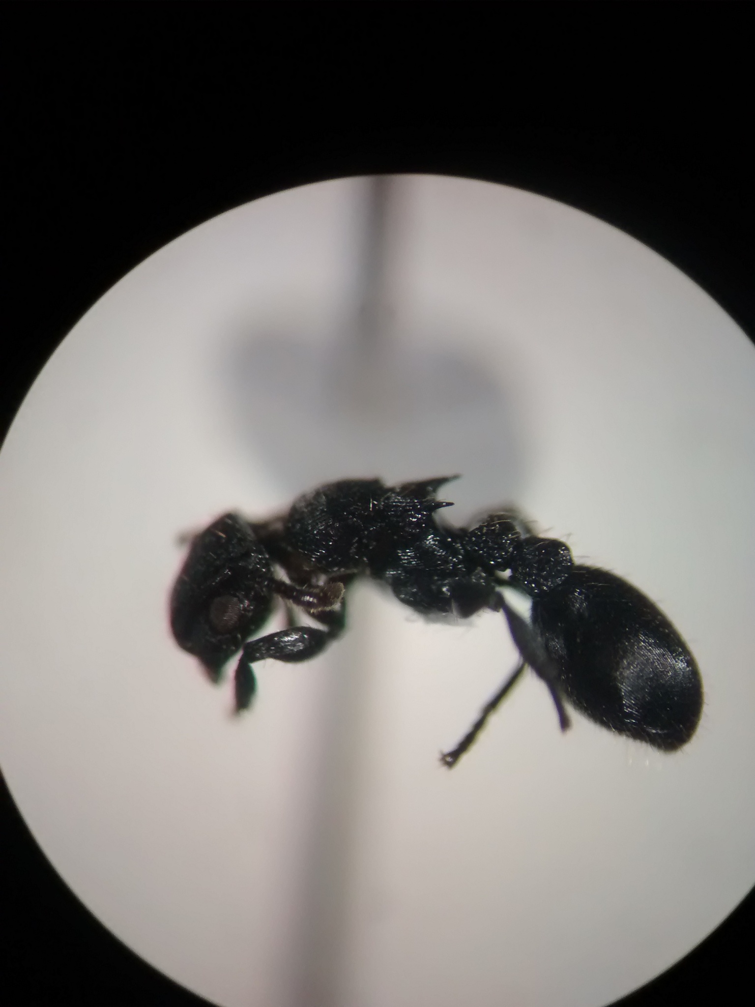 Procryptocerus scabriusculus