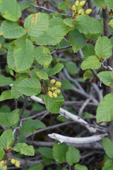 Alnus alnobetula fruticosa