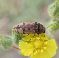 Acmaeodera pilosellae