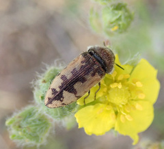 Acmaeodera pilosellae