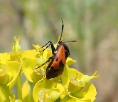 Deraeocoris rutilus