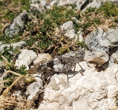 Oedipoda germanica