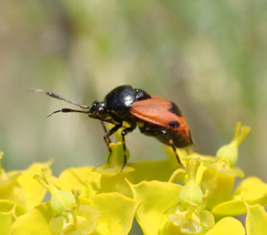 Deraeocoris rutilus
