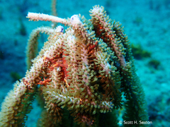 Astrophyton muricatum