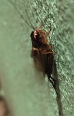 Teleogryllus occipitalis