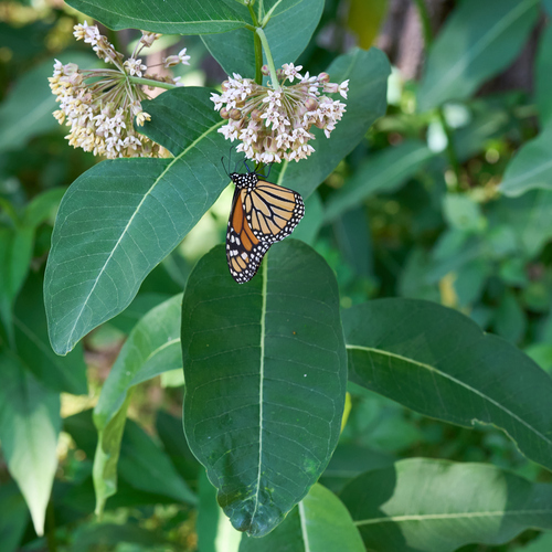 Monarch photographed in Massachusetts