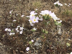 Leptosiphon grandiflorus