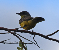 Motacilla tschutschensis