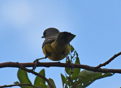 Motacilla tschutschensis