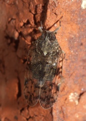 Melanoliarus placitus