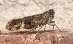 Melanoliarus placitus
