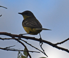 Motacilla tschutschensis