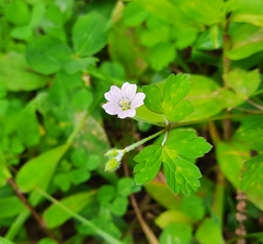 Geranium nepalense