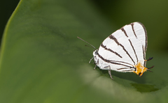 Arawacus leucogyna