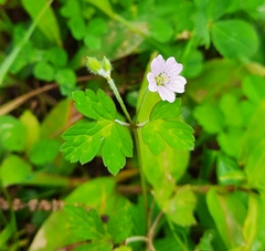 Geranium nepalense