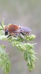 Colletes