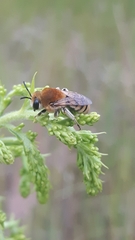 Colletes