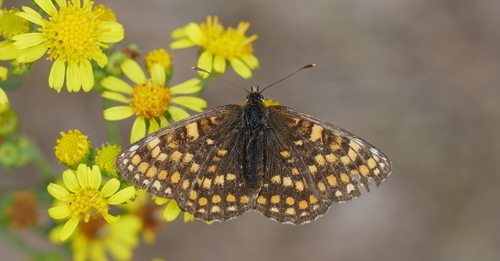 Heath Fritillary, Hoenderloo, Nederland, photo 5 of 10