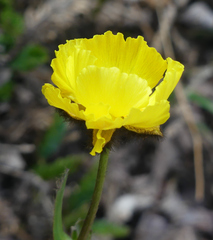 Ranunculus adoneus