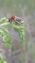Colletes