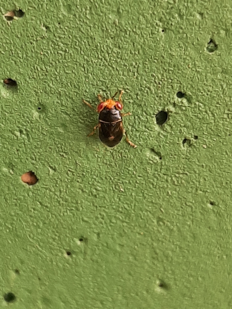 Geocoris pallidiceps