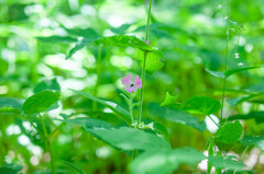 Microbotryum silenes-dioicae