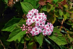 Spiraea hayatana
