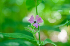 Microbotryum silenes-dioicae