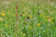 Podosphaera ferruginea